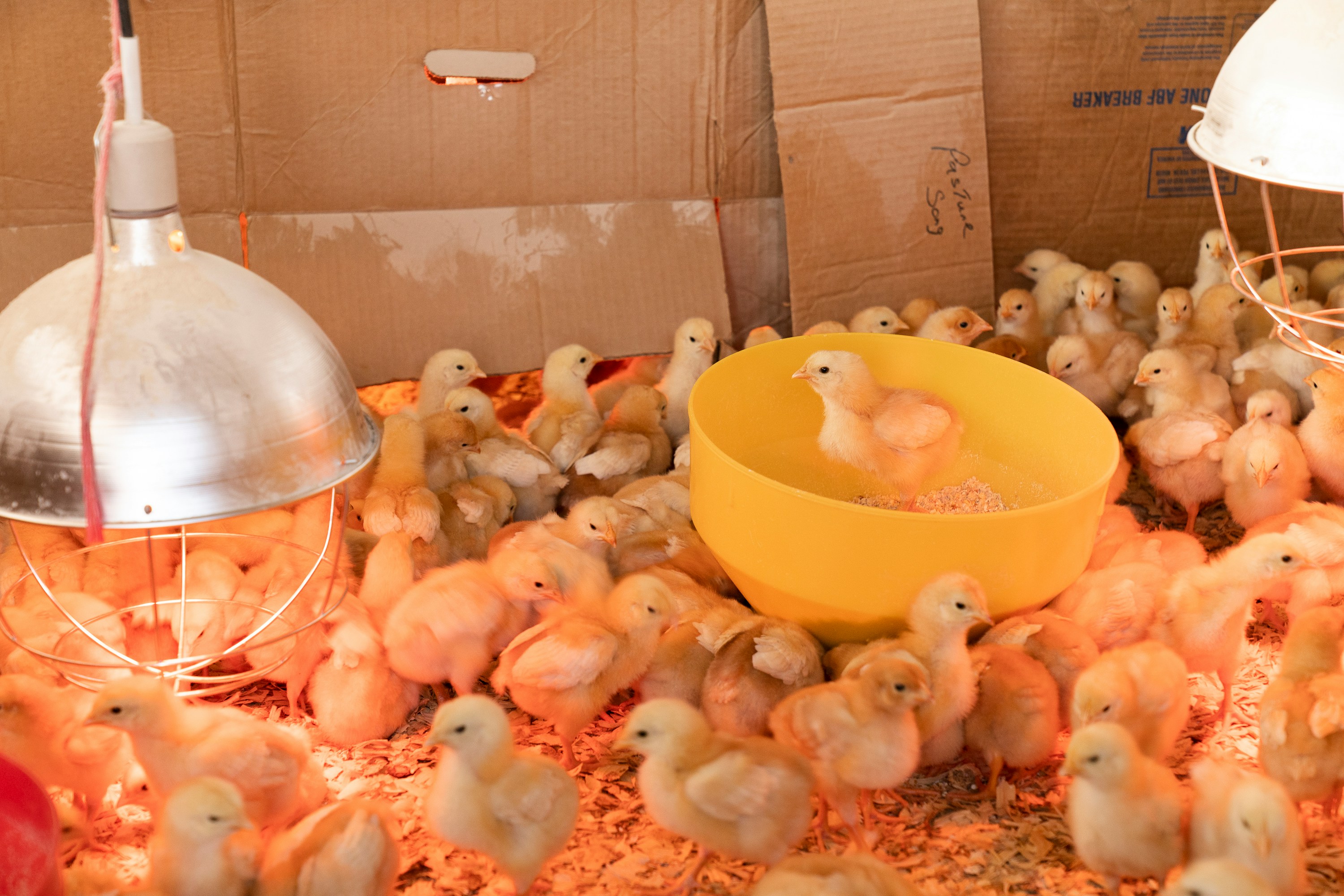 Poultry Success